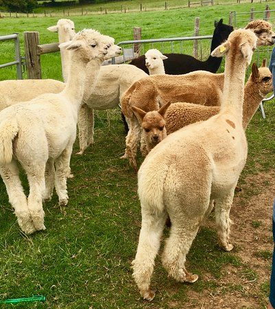 Cotswold Alpaca Walking