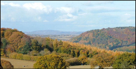 The Forest of Dean