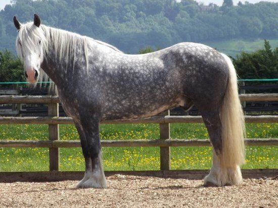 Redwings Horse Sanctuary